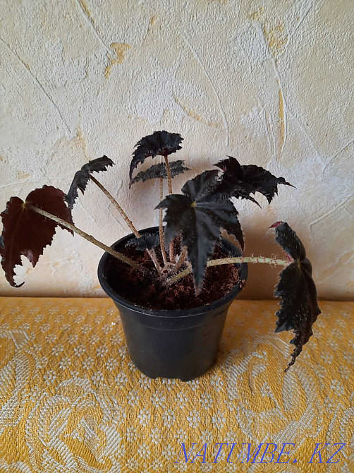 Begonia flowers. Balqash - photo 2