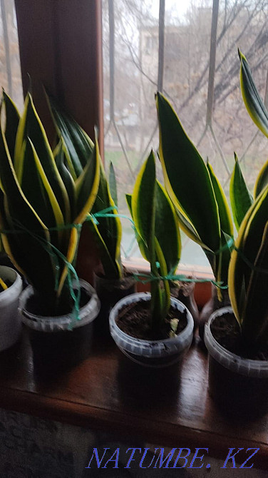 Сансиеверия. Отростки тещин язык Шымкент - изображение 2
