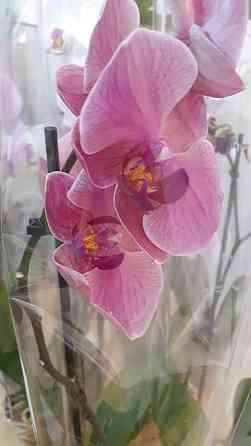 Орхидеи (фаленопсис) Karagandy