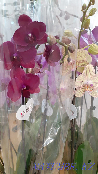 Orchids (phalaenopsis) Karagandy - photo 6