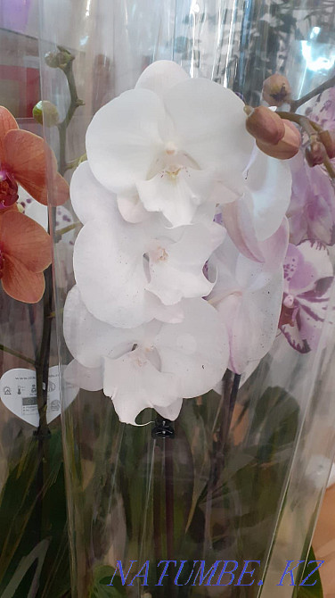 Orchids (phalaenopsis) Karagandy - photo 5