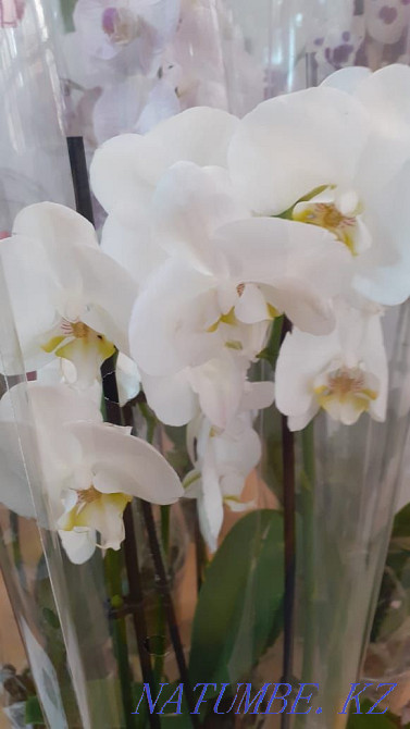 Orchids (phalaenopsis) Karagandy - photo 4