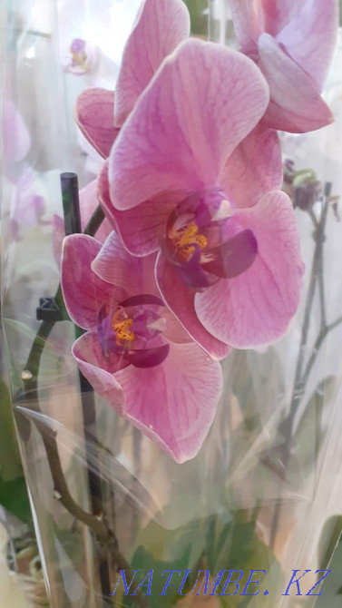 Orchids (phalaenopsis) Karagandy - photo 1