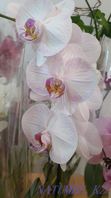 Orchids (phalaenopsis) Karagandy - photo 7