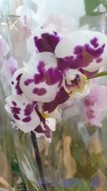 Orchids (phalaenopsis) Karagandy - photo 3