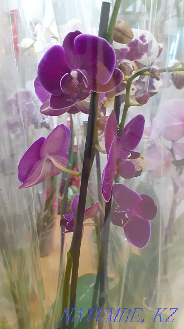 Orchids (phalaenopsis) Karagandy - photo 2