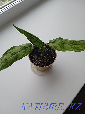 Aglaonema Aglaonema Petropavlovsk - photo 1