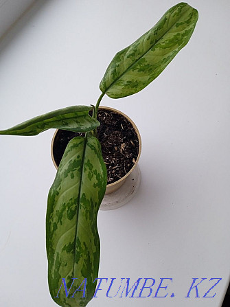 Aglaonema Aglaonema Petropavlovsk - photo 2