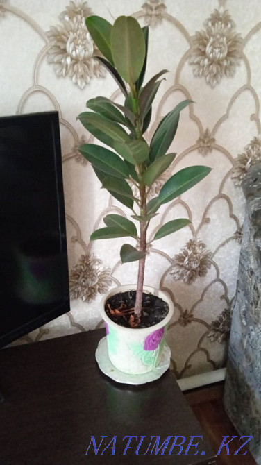 Indoor flowers are not expensive Almaty - photo 5