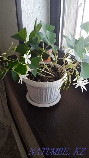 Indoor flowers are not expensive Almaty - photo 1