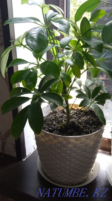 Indoor flowers are not expensive Almaty - photo 8