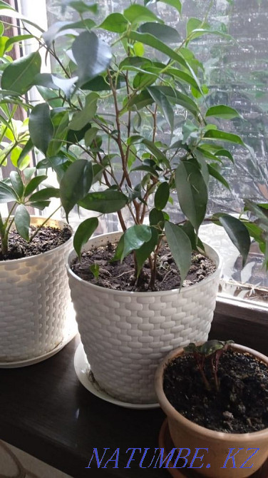 Indoor flowers are not expensive Almaty - photo 7