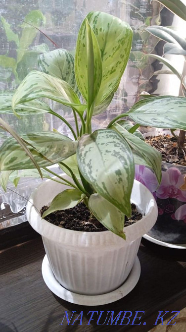 Indoor flowers are not expensive Almaty - photo 6