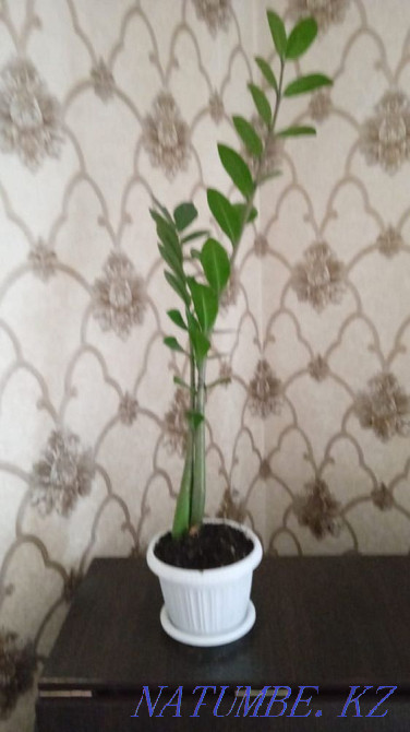 Indoor flowers are not expensive Almaty - photo 2