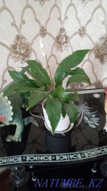 Indoor flowers are not expensive Almaty - photo 4