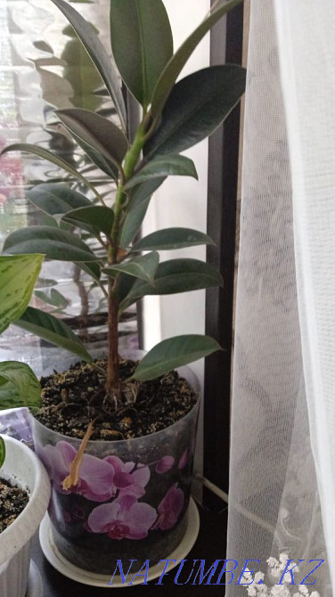 Indoor flowers are not expensive Almaty - photo 3