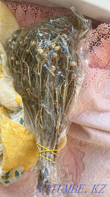 Adiraspan Astana - photo 1