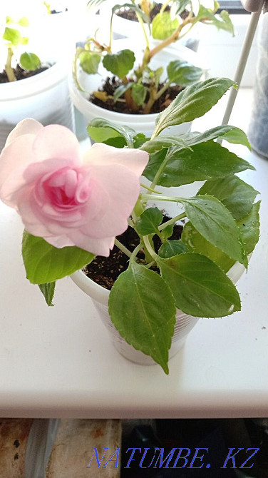 Balsam shoots Pavlodar - photo 1