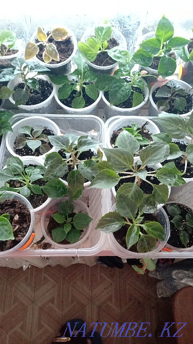 Balsam shoots Pavlodar - photo 2