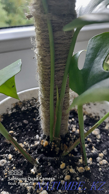 Монстр минимумын сату  Алматы - изображение 3