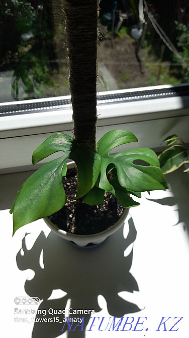 Монстр минимумын сату  Алматы - изображение 2