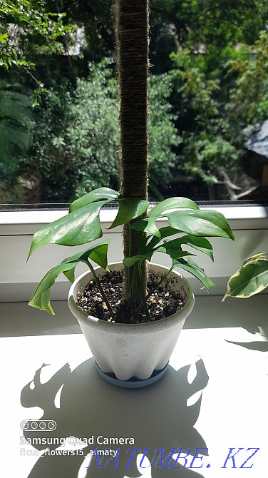 Монстр минимумын сату  Алматы - изображение 4