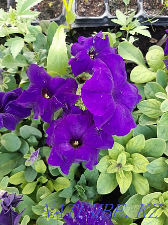 petunia flowers for sale  - photo 7
