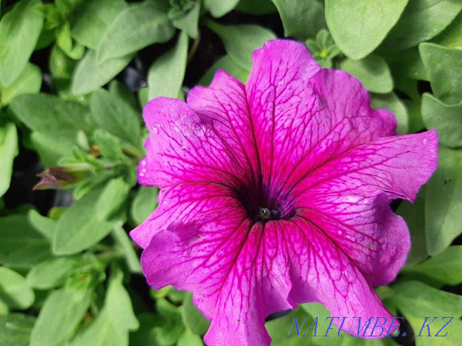 petunia flowers for sale  - photo 4