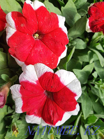 petunia flowers for sale  - photo 8