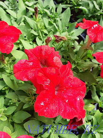 petunia flowers for sale  - photo 1