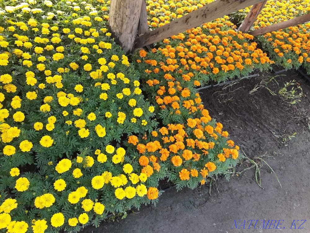 сатуға арналған петунья гүлдері  - изображение 6