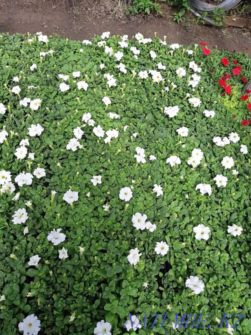 сатуға арналған петунья гүлдері  - изображение 2