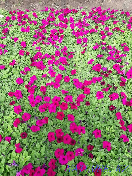 сатуға арналған петунья гүлдері  - изображение 5