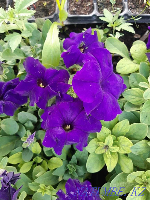 сатуға арналған петунья гүлдері  - изображение 7