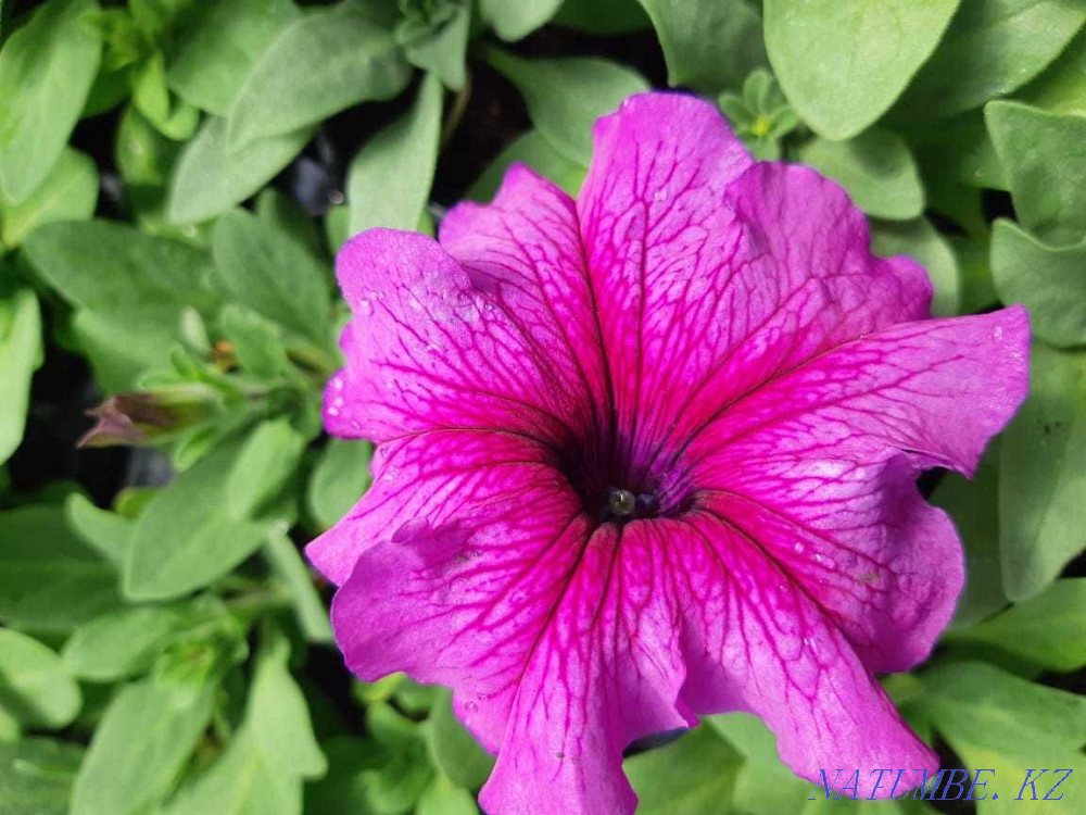 сатуға арналған петунья гүлдері  - изображение 4