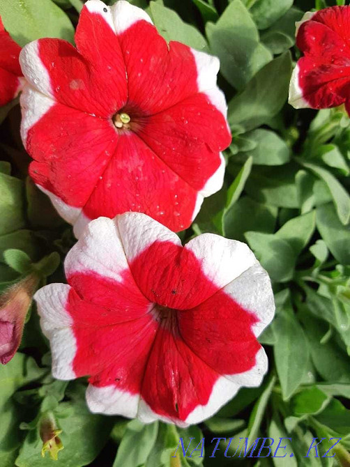 сатуға арналған петунья гүлдері  - изображение 8
