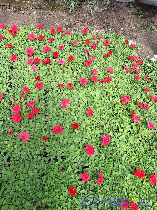 сатуға арналған петунья гүлдері  - изображение 3