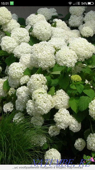 tree white hydrangea Almaty - photo 1