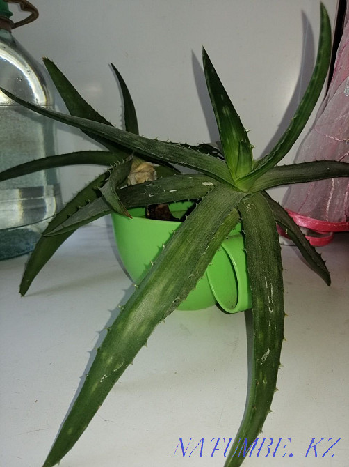 Aloe Vera large sprouts Semey - photo 1