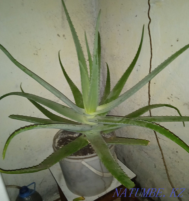 I sell aloe. Kostanay city Дружба - photo 1