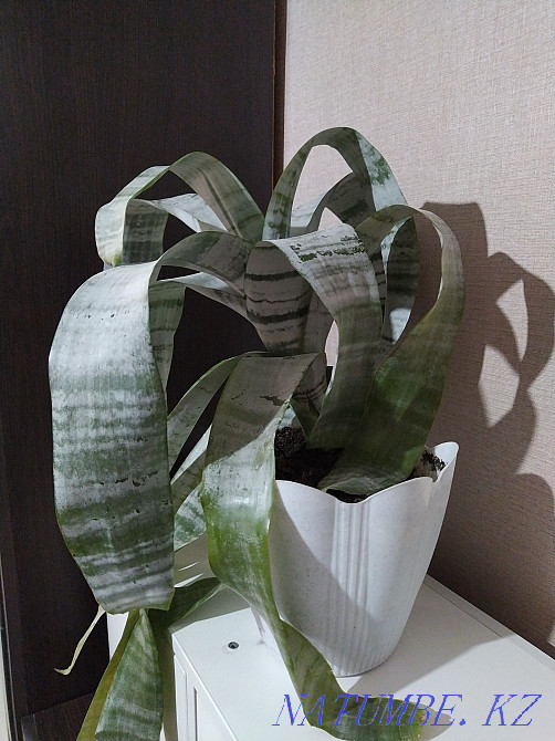 Sell indoor flower Ehmeyu Almaty - photo 1