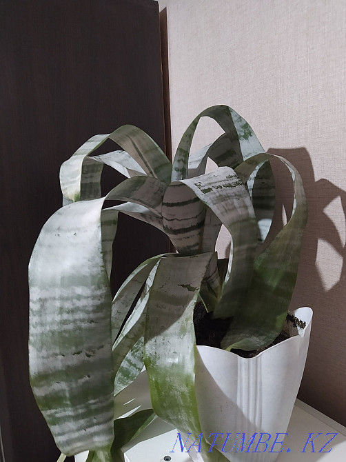 Sell indoor flower Ehmeyu Almaty - photo 2