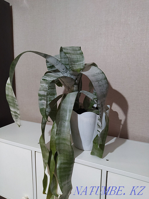 Sell indoor flower Ehmeyu Almaty - photo 3