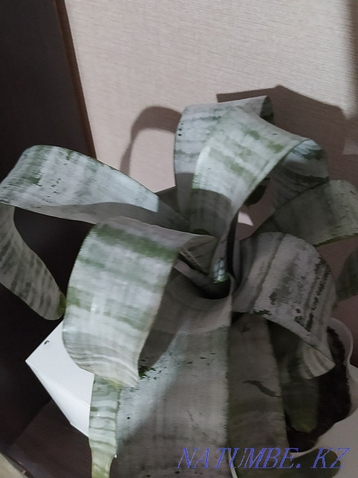 Sell indoor flower Ehmeyu Almaty - photo 4