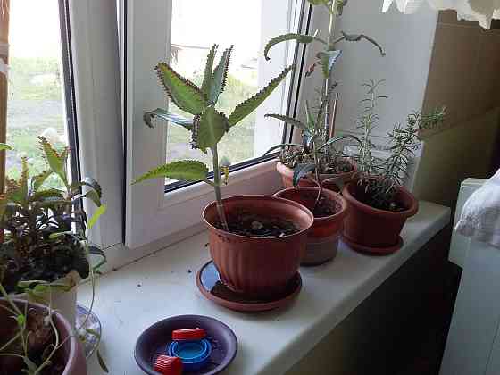 комнатные растения в горшках Almaty