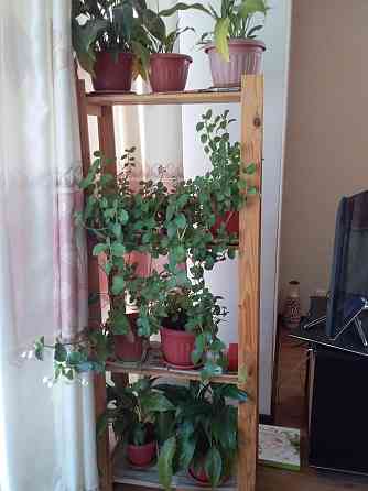 комнатные растения в горшках Almaty