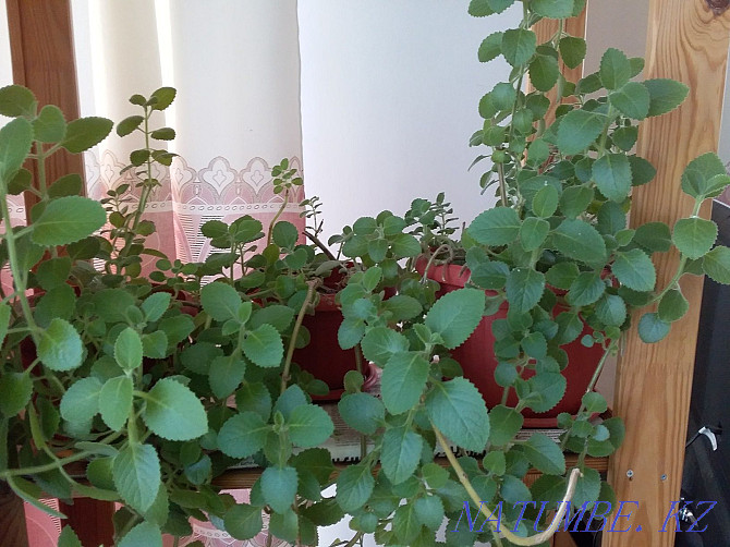 комнатные растения в горшках Алматы - изображение 2