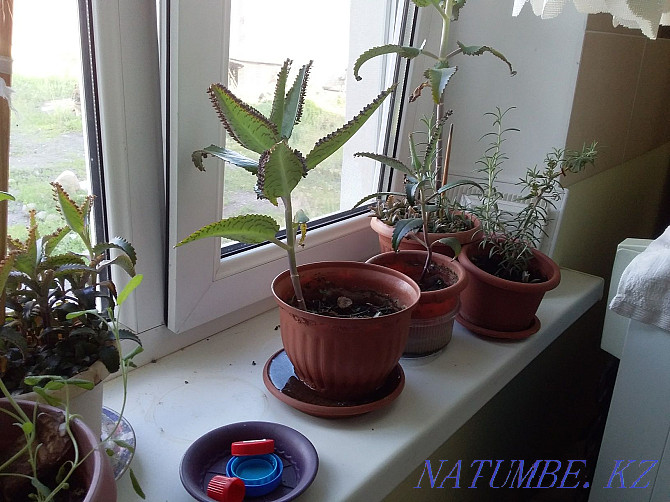indoor plants in pots Almaty - photo 4