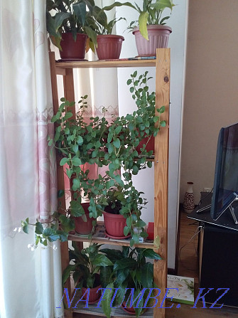 комнатные растения в горшках Алматы - изображение 3