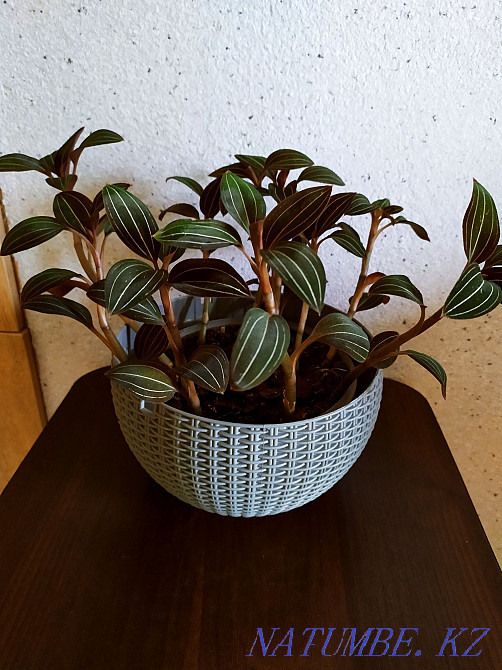 I change flowers for flowers Almaty - photo 7